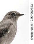 Small photo of Townsend's Solitaire bird closeup details