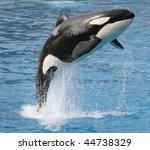 Killer Whale Jumping Out Of The ...