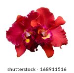Red Orchid Flower   Cattleya...
