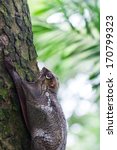 Small photo of A Sunda flying lemur (Galeopterus variegatus) clings to a tree in the rainforests of Southeast Asia.