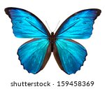 Beautiful Butterfly Isolated On ...