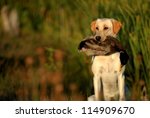 Hunting Labrador Retriever Dog