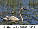 Crex Meadows State Wildlife Area provides protected refuge used by paddling Trumpeter Swan