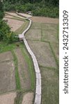 Small photo of Top view of the bamboo bridge to the village. Passing through the middle of rice fields is a beautiful natural place. Located in Phrae Province, Thailand.