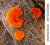 Bracket Fungus Growing In The...