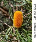 Small photo of Banksia ashbyi, commonly known as Ashby's banksia, is a species of shrub or small tree that is endemic to Western Australia. It has sspikes of bright orange flowers.