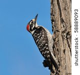 Ladder Backed Woodpecker At...