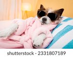 cool funny poodle dog resting and relaxing in spa wellness salon center ,wearing a bathrobe and fancy sunglasses