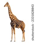 An adult giraffe isolated...
