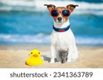 dog sitting with plastic rubber duck at the beach with ocean as background