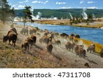 A Herd Of Bison Moves Quickly...