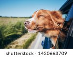 Dog Travel By Car. Nova Scotia...