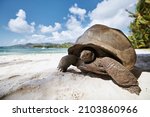 Aldabra Giant Tortoise On Sand...