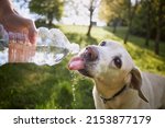 Dog drinking water from plastic ...