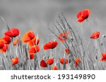 Red Poppy Flowers With Black...