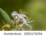 Small photo of Close up shot of Honey Suckle Jasmine flowers