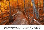 Small photo of Bright autumn trees along boardwalk in late autumn in Michigan upper peninsula