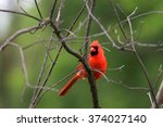 Beautiful Cardinal Bird On The...