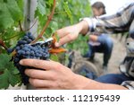 Closeup on bunch of grapes being picked from row