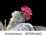 Bantam Rooster Spreading His...