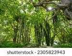 Green Forest With Dense...