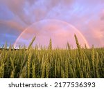 Stunning full rainbow in wheat fields with dramatic clouds in the middle of Europe. Spikelets of wheat. Rainbow in the village. Fantastic rainbow bubble in the fields of Europe