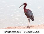 Glossy Ibis Standing On The...