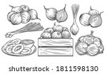 onion outline drawn monochrome... | Shutterstock .eps vector #1811598130