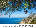 Organic ripe olives growing on olive tree with mediterranean coast background, Close up black olive fruit on tree branch, Eco farm products, healthy vegetarian food