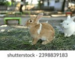 Small photo of Two cute white and brown rabbits are eating grass with gusto.