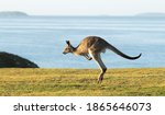 Eastern Grey Kangaroos At Dawn