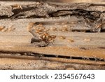 Small photo of Group of the small termite destroy timber, termites eat wood and destroy buildings