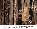 Small photo of Group of the small termite destroy timber, termites eat wood and destroy buildings, magnifying glass can clearly see large termites
