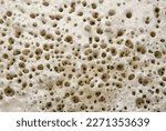 Small photo of The texture of a leavening dough