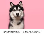 Portrait of a siberian husky looking at the camera on a pink background