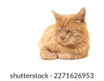 Adult ginger sleeping cat seen from the front lying down isolated on a white background
