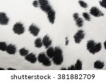 Dalmation | Free Stock Photo | A dalmatian isolated on a white