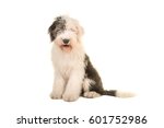 Small photo of Old english sheep dog young adult sitting and facing the camera isolated on a white background