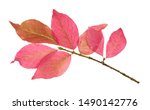 Pink Leaves Of Euonymus Shrub...
