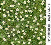 white flowers on the lawn... | Shutterstock . vector #1035242146