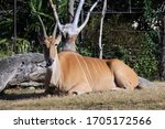 Male Eland Is Ruminating On The ...
