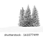 Group of frosty spruce trees in ...