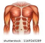 male diastasis recti also known ... | Shutterstock .eps vector #1169265289