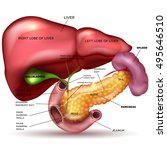 liver  pancreas  gallbladder... | Shutterstock .eps vector #495646510