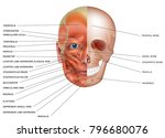 muscles and bones of the face... | Shutterstock .eps vector #796680076