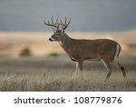 Trophy Class White Tailed Buck...
