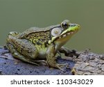 Green Frog  Lithobates...