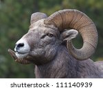Rocky Mountain Bighorn Sheep, full curl trophy ram, close-up portrait with a green background, along state route 200 in Thompson Falls, Montana