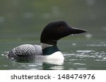 Great Northern Loon  A.k.a....