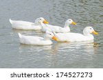 Four White Ducks Swimming...